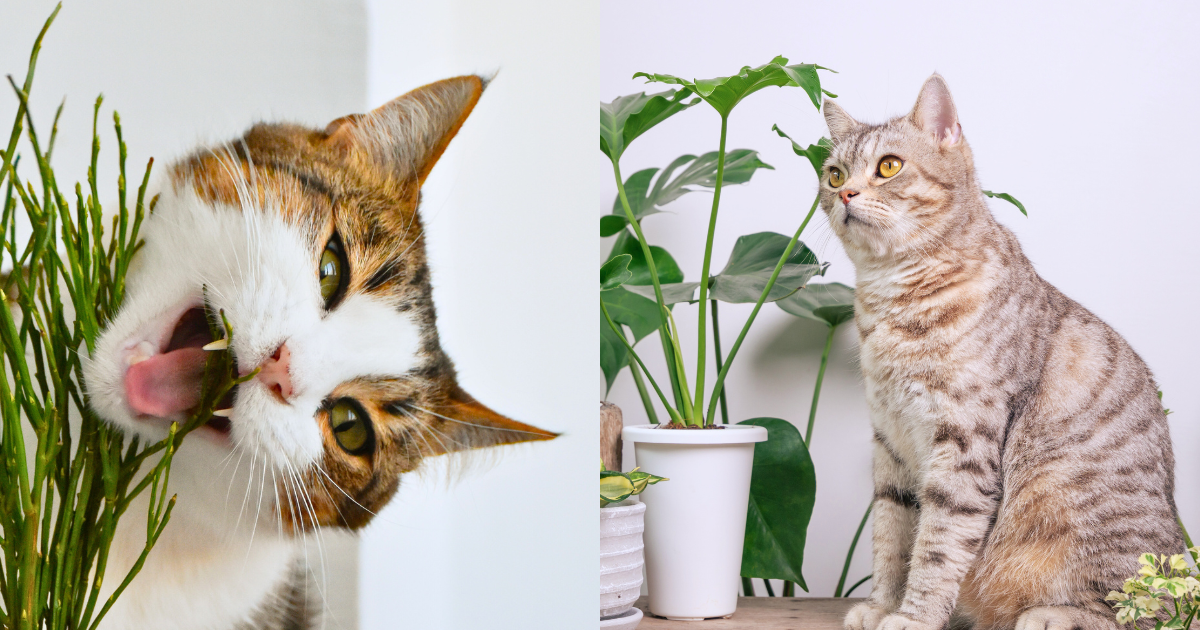 養貓人士必讀！這些常見植物對貓有毒，嚴重會危害生命！